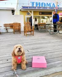 Introduction to Pet-Friendly Attractions in Blue Bell, Panama City