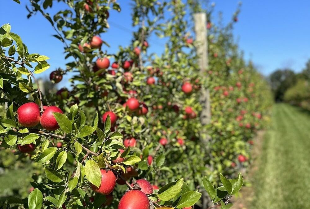 Explore Maple Acre Farms: A Must-Visit Apple Orchard Near Blue Bell