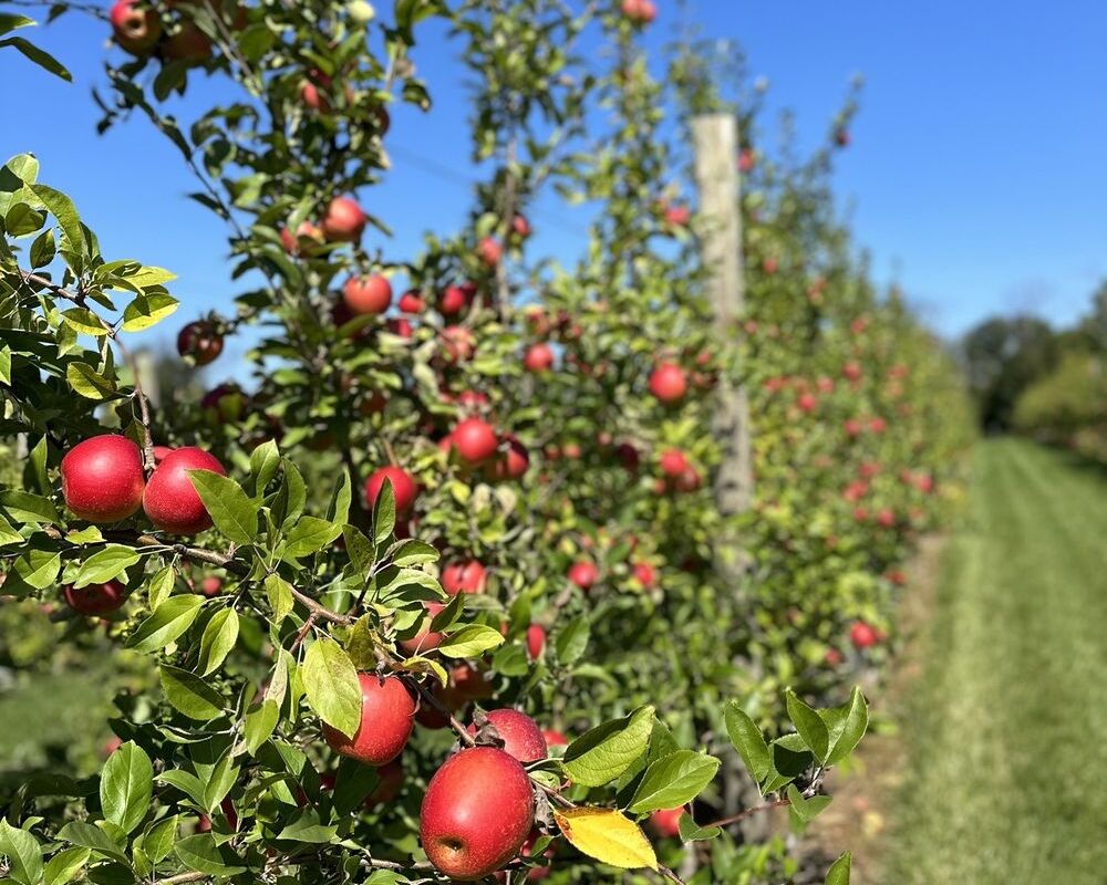 Explore Maple Acre Farms: A Must-Visit Apple Orchard Near Blue Bell